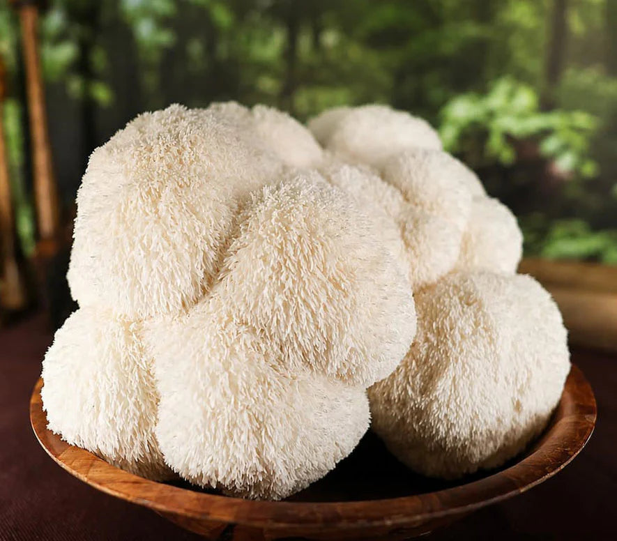 Full-spectrum Lion’s Mane for memory, focus and brain health