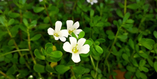 Bacopa monnieri; a nootropic for brain health and performance