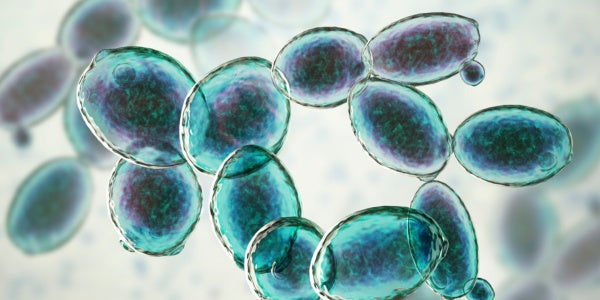 Saccharomyces boulardii - the gut guardian, secretory IgA, SIgA, SB, SB Flora