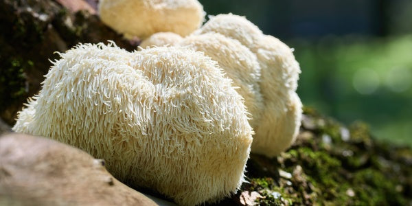 The Benefits of Lion’s Mane Mushroom