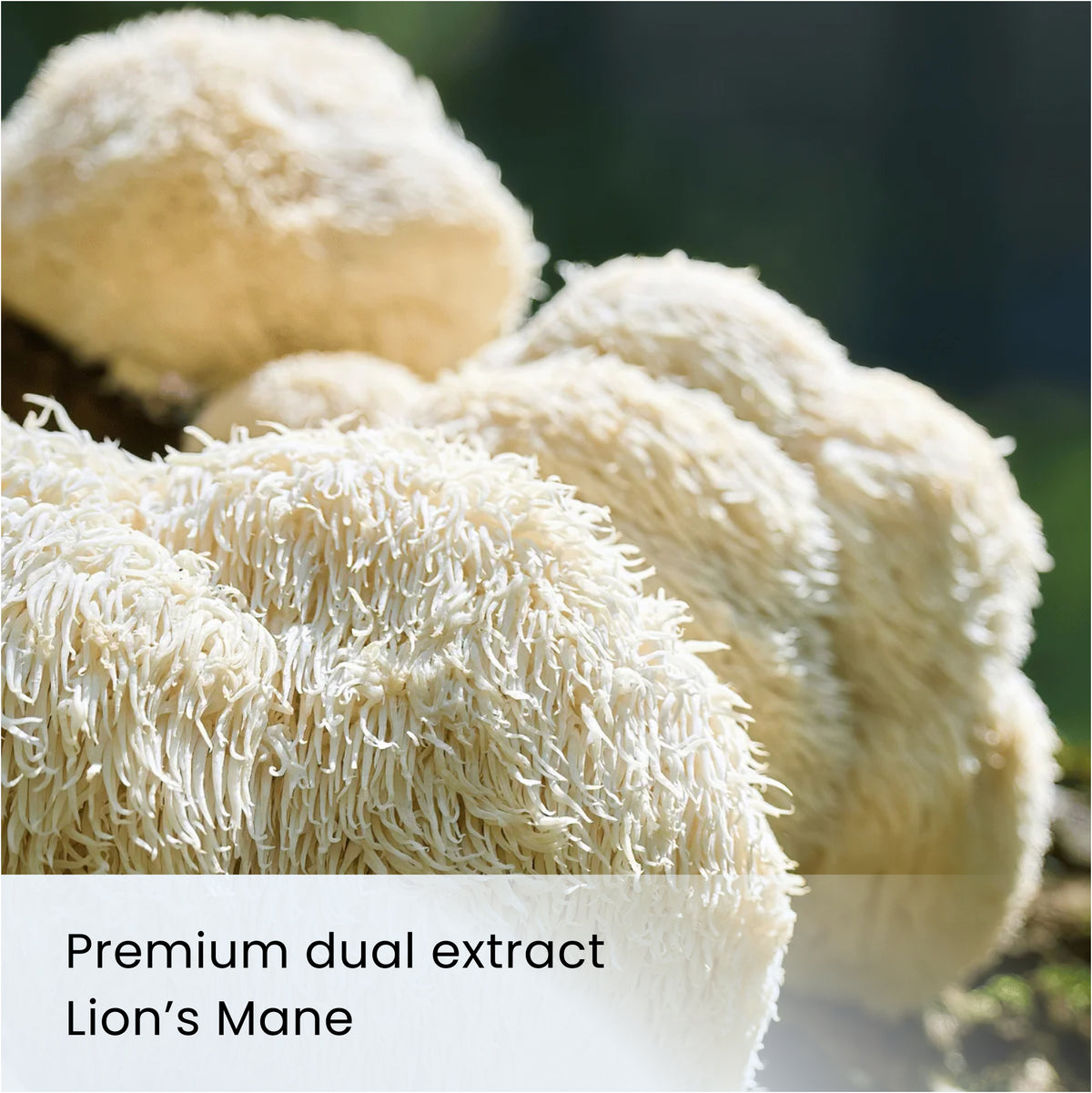 ORGANIC LION'S MANE